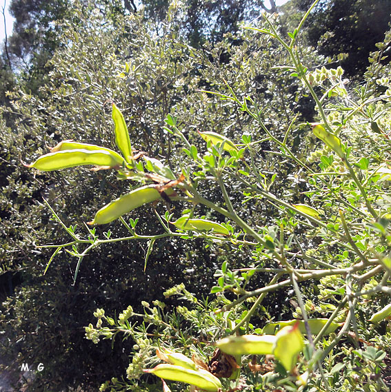 Calicotome spinosa_Calicotome épineux